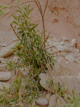 Jean-Baptiste Thiriet