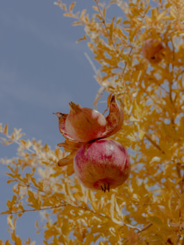 Jean-Baptiste Thiriet